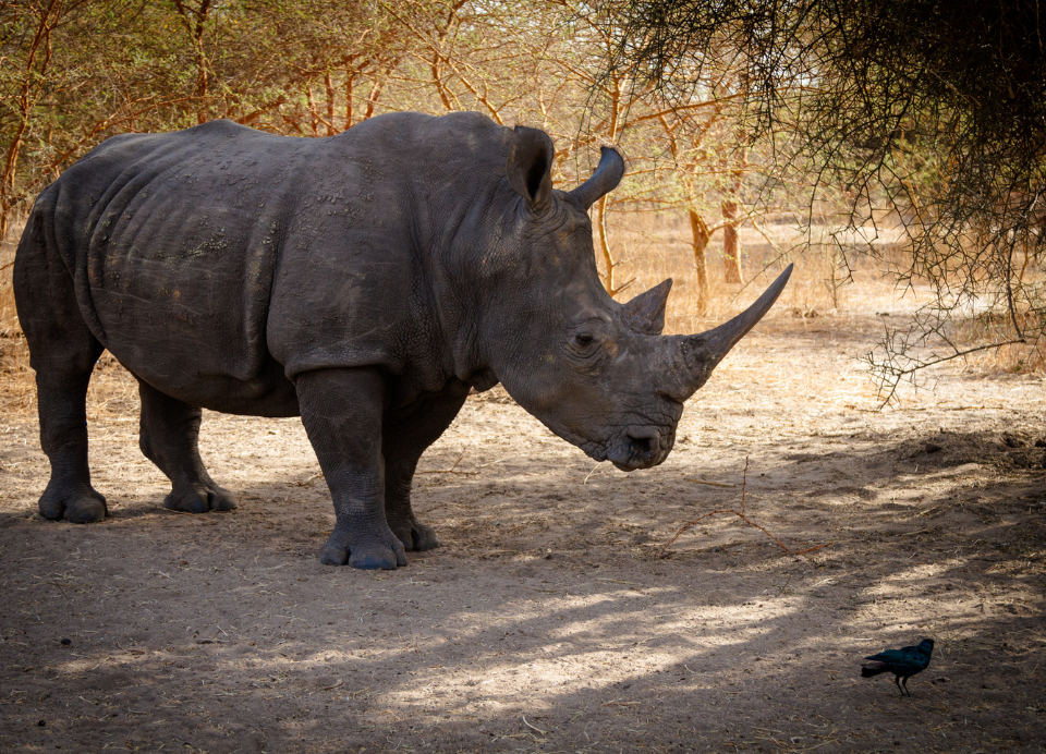 Bandia Reserve: Discover the African fauna with Teranga Style Tours